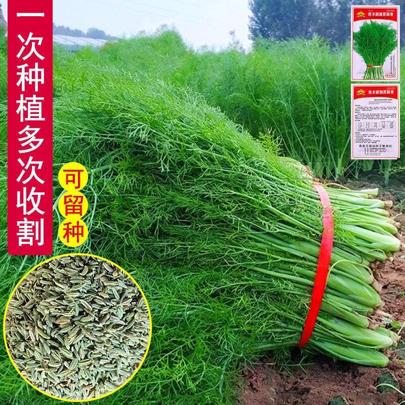 家庭室内原装园艺四季蔬菜种子早熟种植室内外庭院组合春夏春季