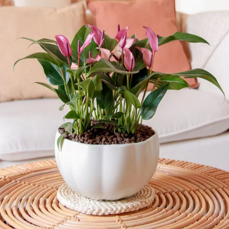 香妃紫掌齐祖盆栽带花苞净化空气室内高档花卉耐阴耐热多年生绿植