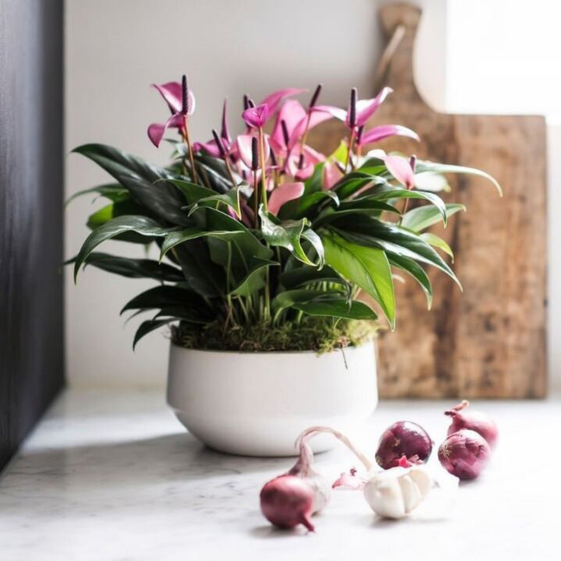 紫掌进口花苗粉掌香妃盆栽带花苞室内办公室花卉齐祖绿植红掌盆栽