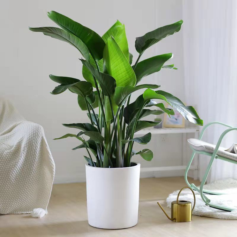 天堂鸟网红植物北欧室内大型绿植客厅办公室鹤望兰大盆栽净化空气