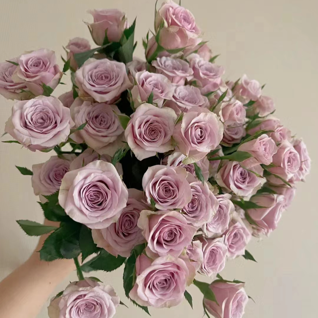 【莱拉多头玫瑰同一地址任意两单送配草，三单可备注送园艺剪刀.