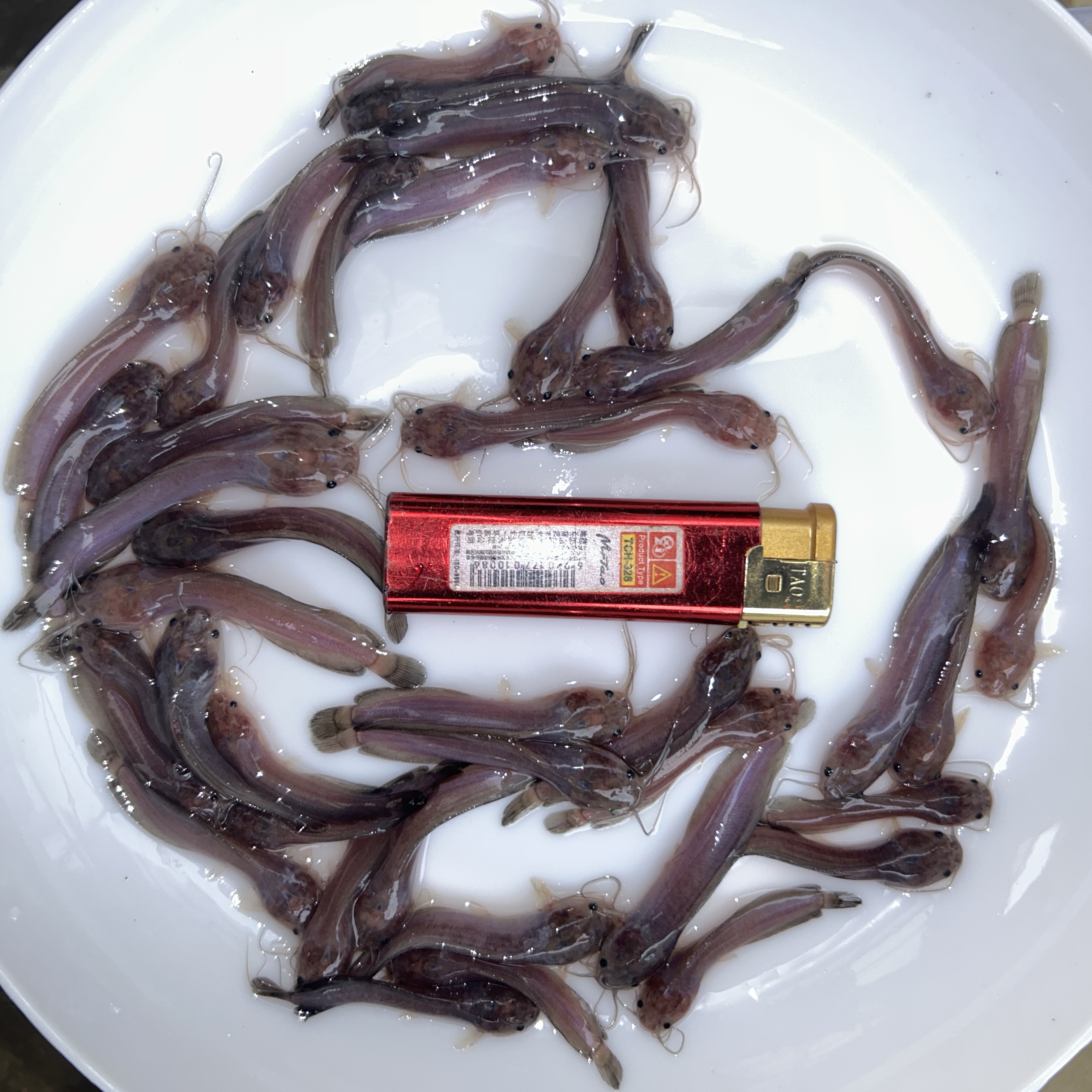 【活体】观赏鱼淡水鱼皇妃一号塘角（4-7厘米）发货包活到手养鱼