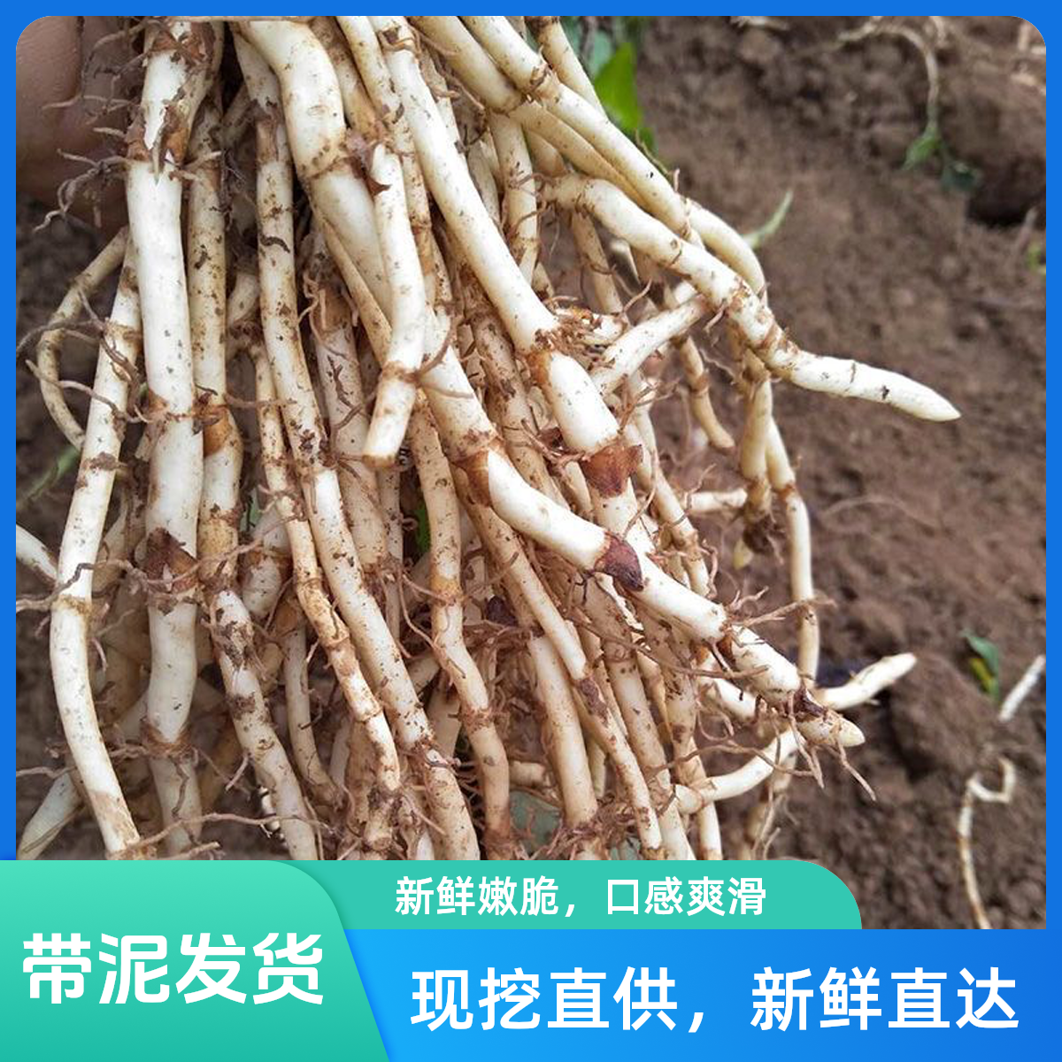 新鲜现挖带泥鱼腥草折耳根凉拌菜节节根猪鼻孔云南贵州四川特色菜