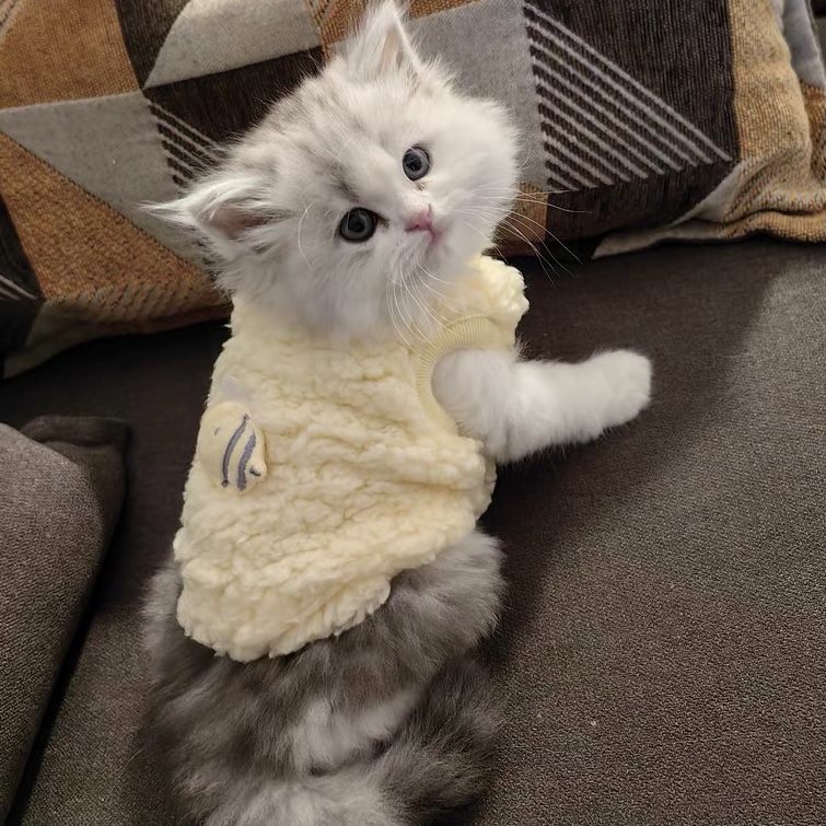 小体宠物衣服一斤内超小码xxs奶狗奶猫幼犬幼猫泰迪狗狗兔子秋冬