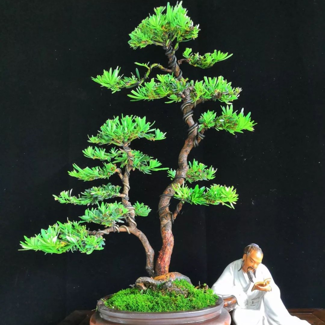 楚汉园林盆景罗汉松水杨梅栀子花盆景直播间绿植一物一拍老桩植物