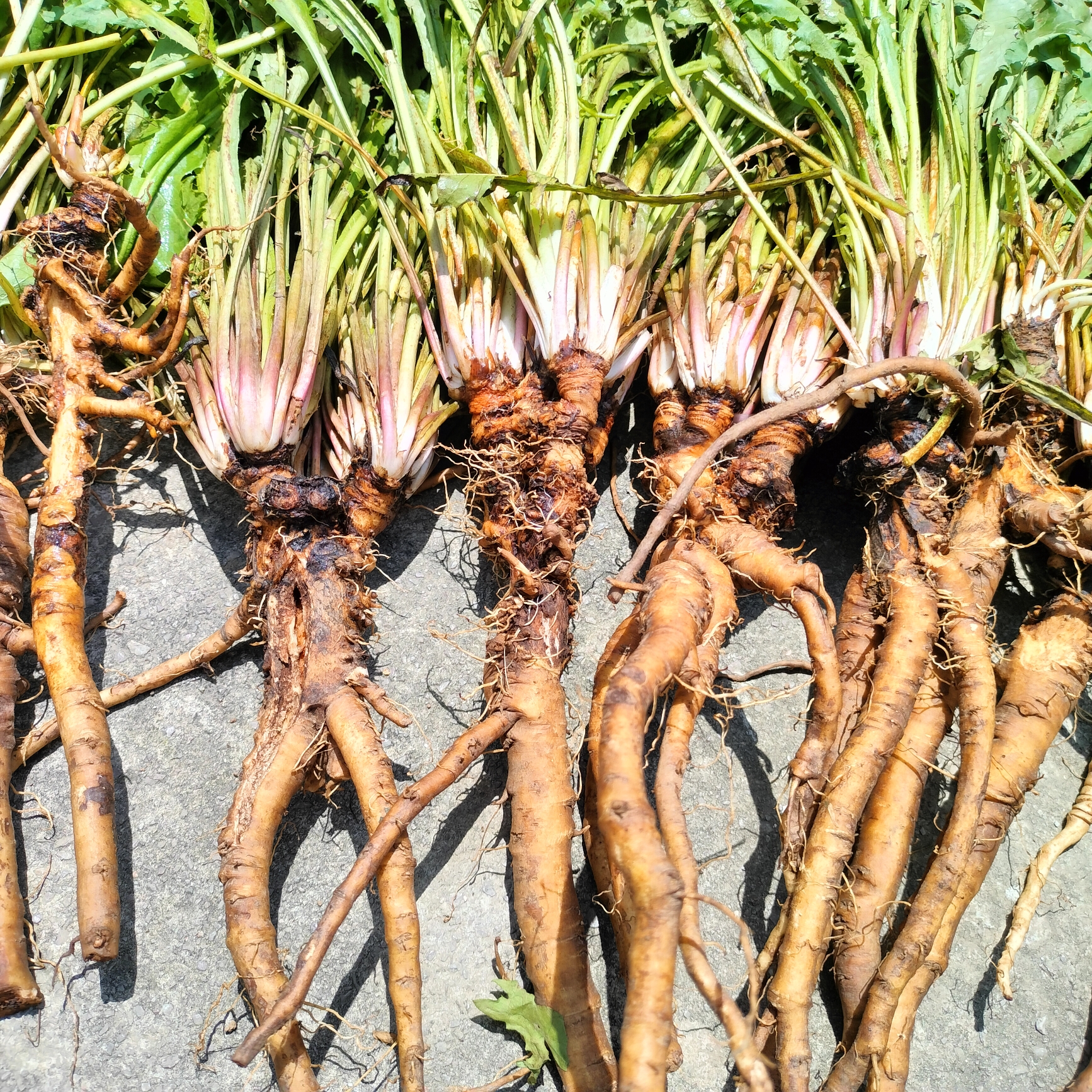 贵州深山野生 （ 蒲  公  英 ）500g包邮