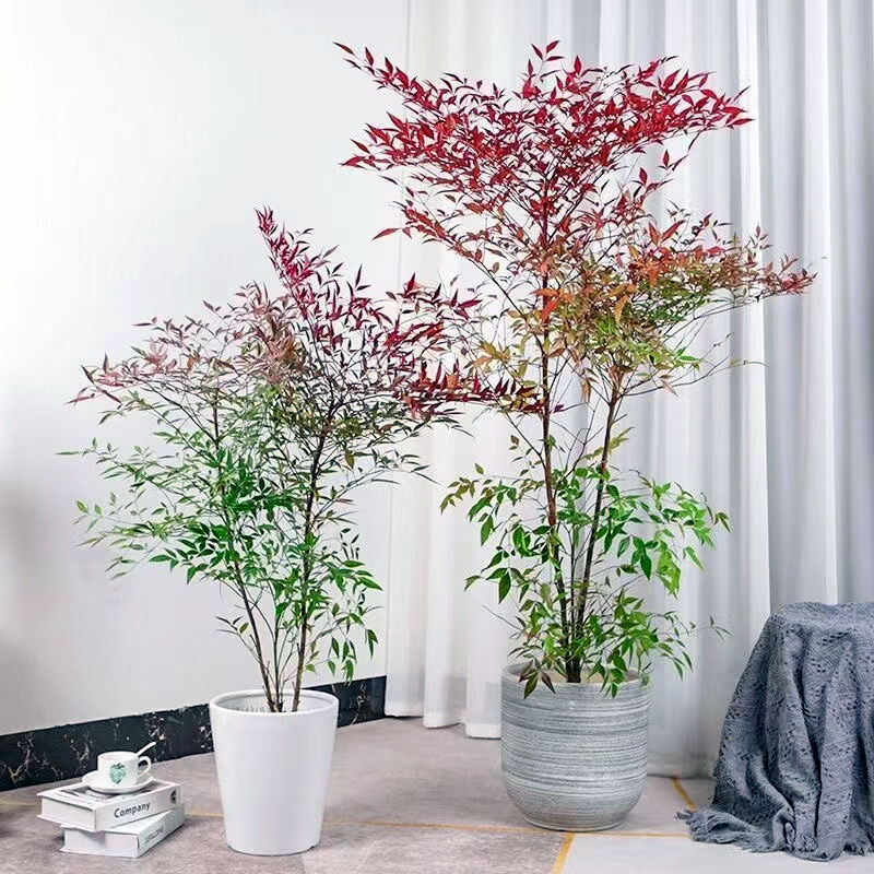 南天竹盆栽客厅绿植室内老桩办公室大束大盆栽植物落地式