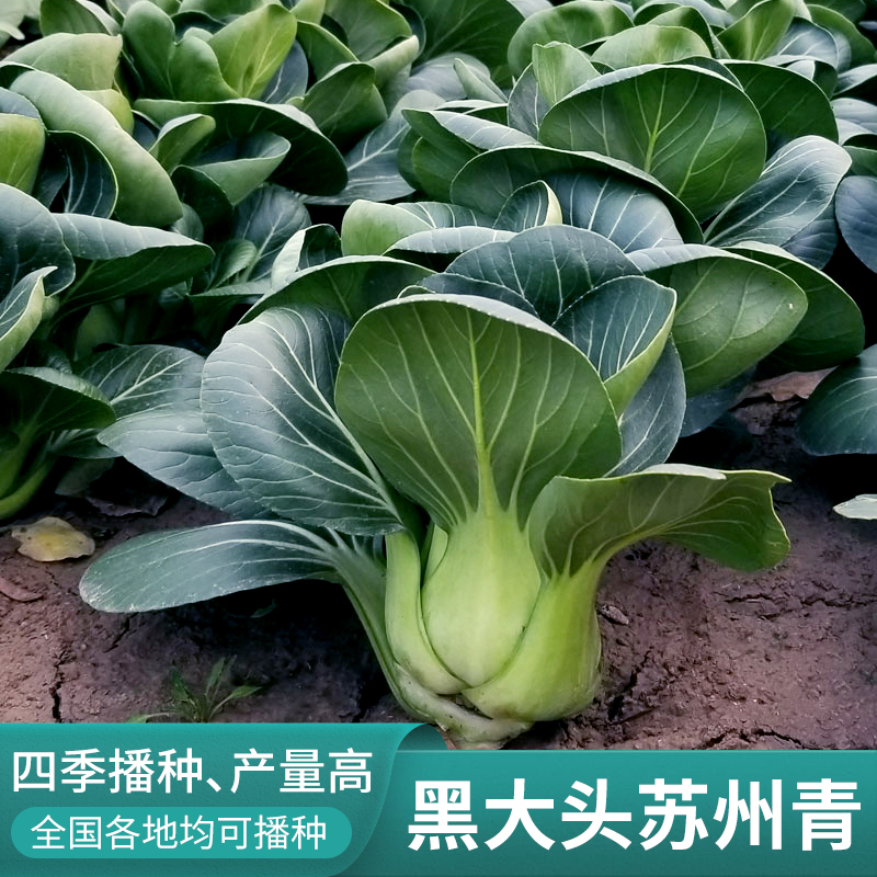 黑大头苏州青油菜种子孑秋冬耐寒高产黑油上海青蔬菜籽四季青菜