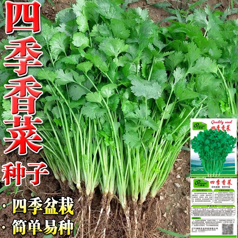 四季香菜种子阳台室内花卉花盆栽香菜蔬菜种子四季高产易种香菜籽