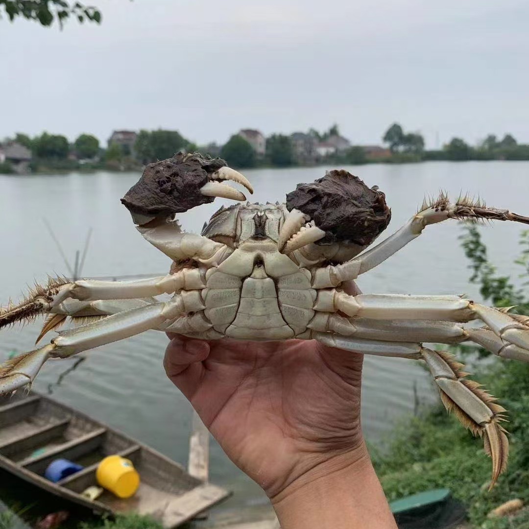 江苏高淳河蟹公蟹保活1只公3.0-2.8两