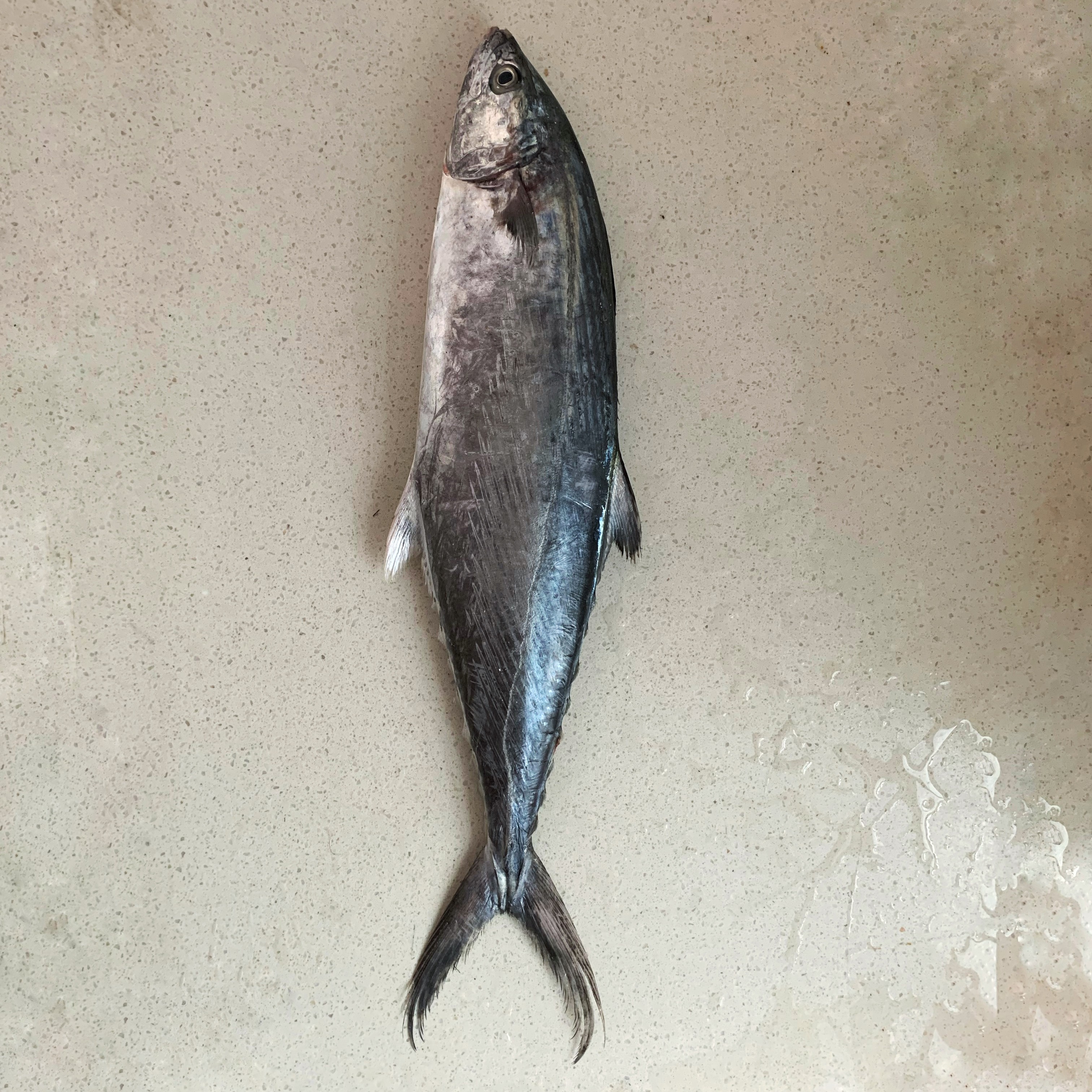 5斤北部湾船捕野生马鲛鱼 速冻锁鲜 顺丰包邮