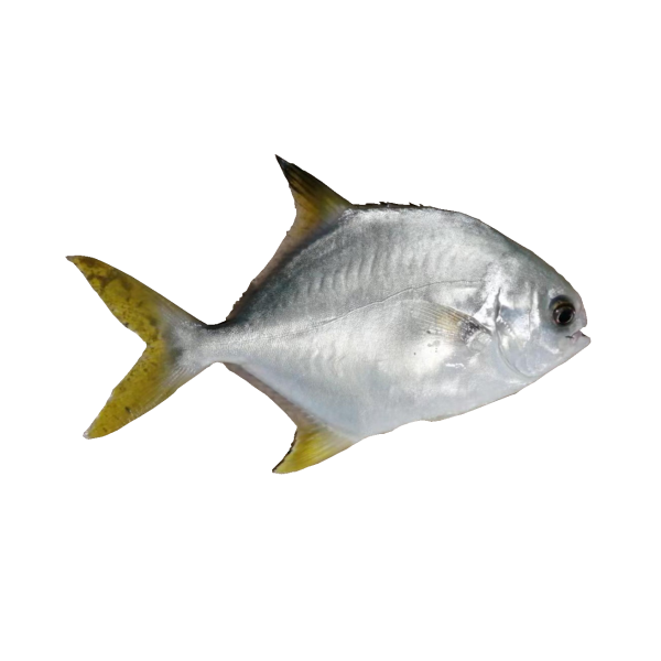 5斤北部湾海捕野生金鲳鱼 冷链 速冻锁鲜 顺丰包邮