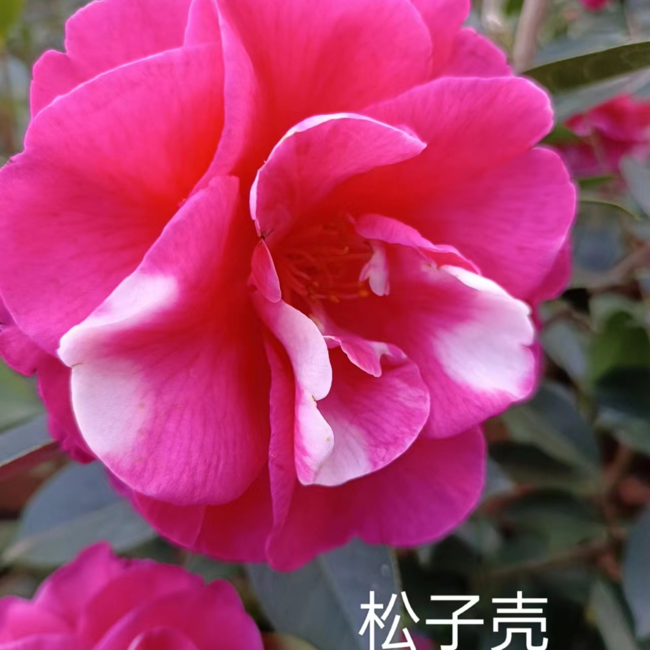 【淘花韵】云南山茶花本地松子壳精品3~8年壮苗常绿开花适合种植长