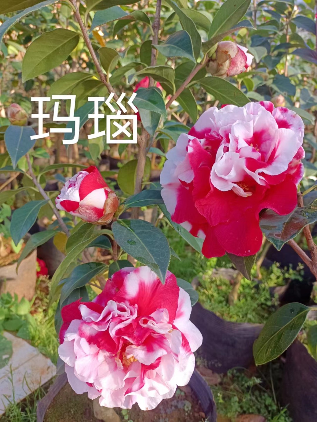 【淘花韵】云南施肥山茶玛瑙叶子3~8年壮苗开花常绿容易养护冬季肥