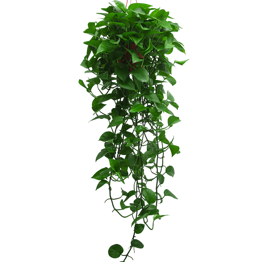 长藤绿萝盆栽植物办公室内净化空气除甲醛客厅新房绿植盆栽花卉