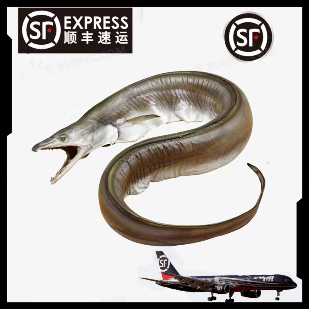 【白鳗鱼】惠来靖海港本港海钓麻鱼精选【5包】杀好8两速冻锁鲜冷链