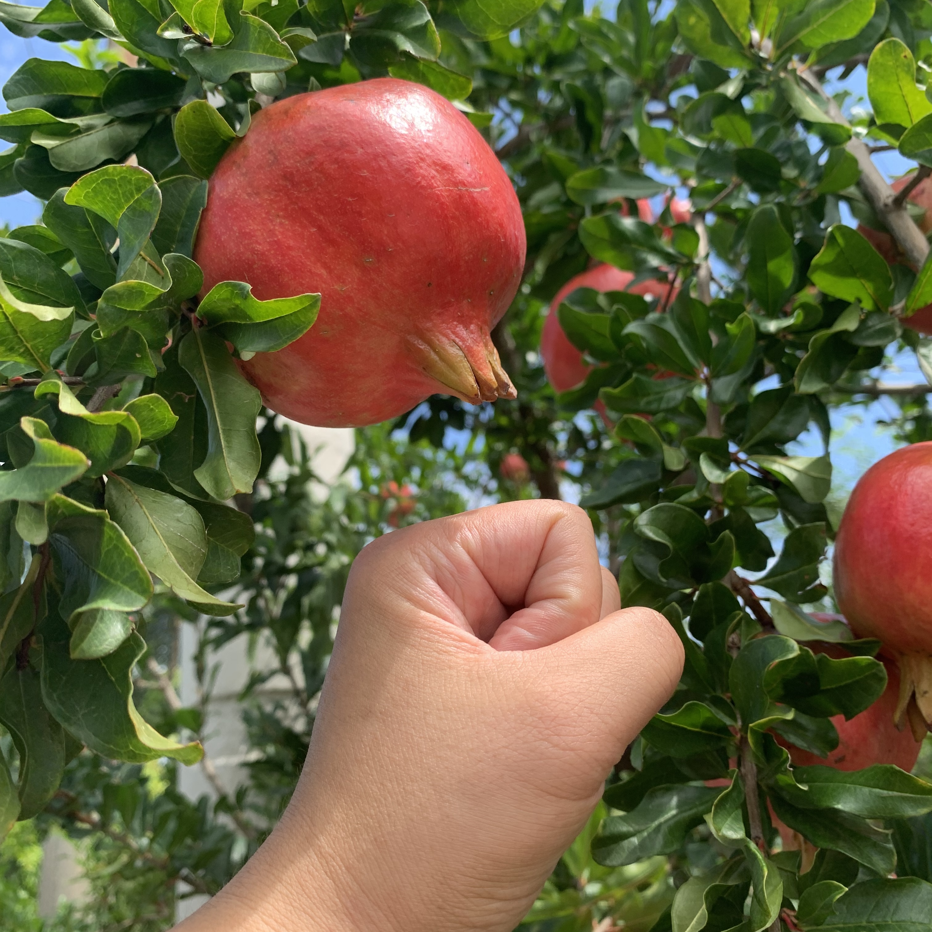 蒙阳红大甜瓜果石榴树苗别墅庭院植物正宗对版果树苗