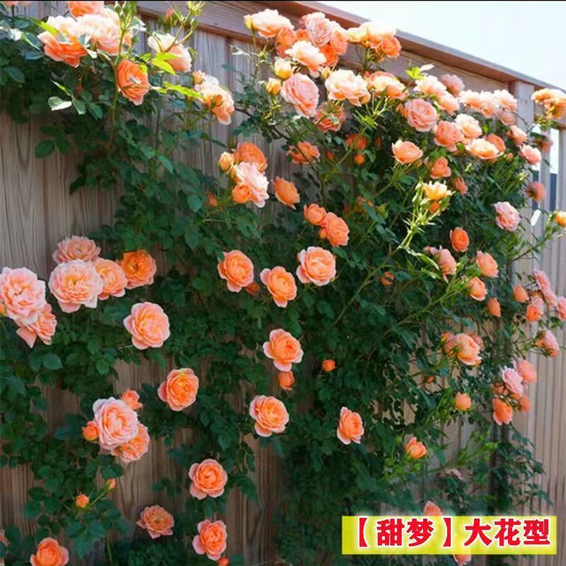 爬藤蔷薇花种子四季开花重瓣庭院阳台盆栽爬藤植物玫瑰花卉种子