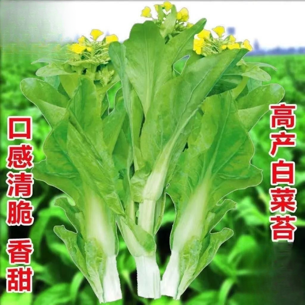 早熟甜脆多芽白菜苔种子杂交早熟高产侧芽多味甜软白菜心蔬菜种子