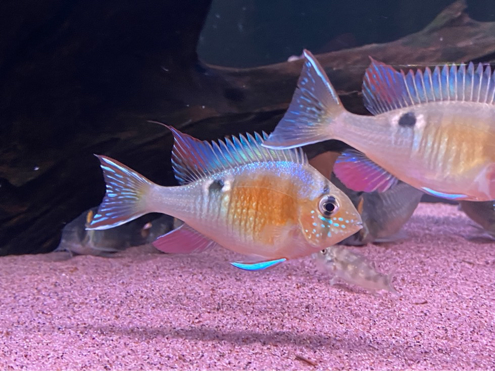 圣塔伦月亮宝石鱼