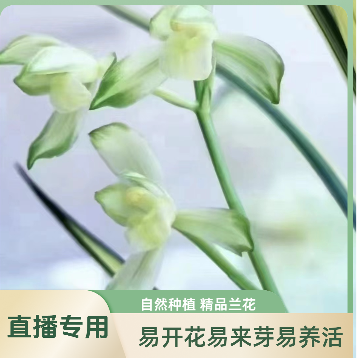 精品兰花一物一拍（直播专用）自然种植易开花易来芽易养活