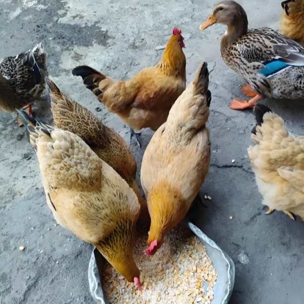 【小院山货】深山散养老母鸡新鲜土鸡跑山鸡现杀顺丰包邮