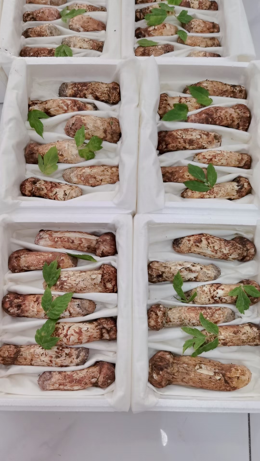 长白山东北新鲜松茸野生正宗松茸松茸菇菌菇正宗一公斤菌子松茸菌