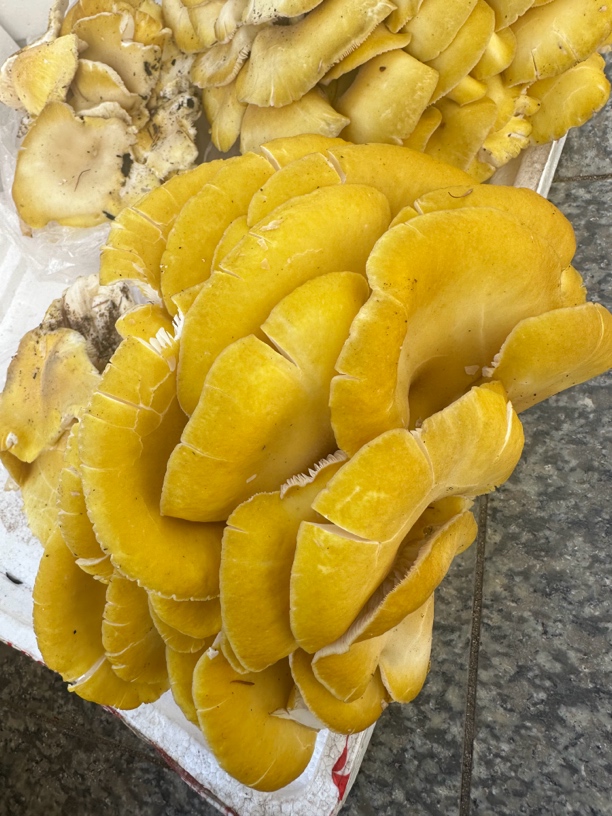 新鲜黄蘑菇正宗500G鸡油菌500克一斤包邮榆黄蘑榆黄菇