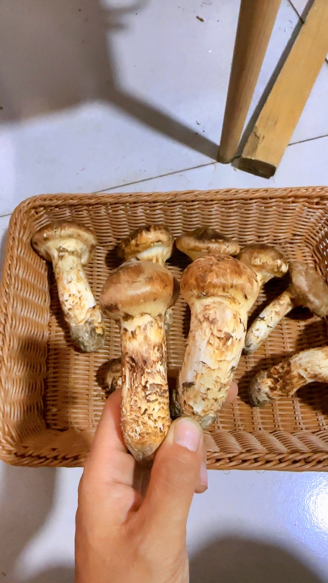 长白山松茸延边特产野生松茸新鲜松茸蘑菇500克空运包