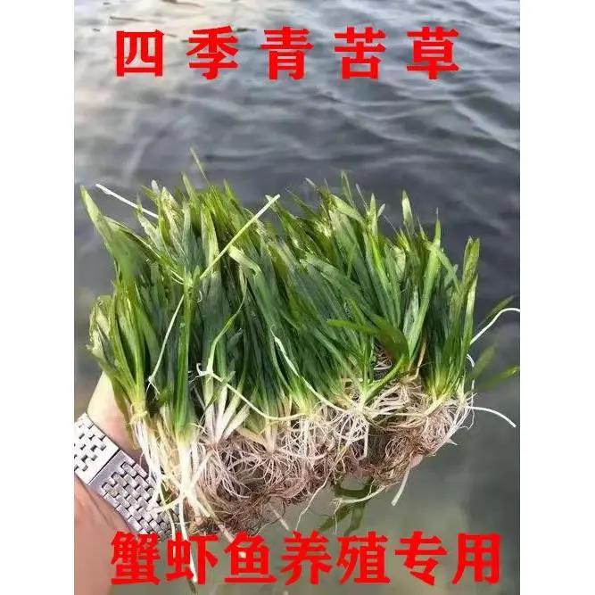 水草植物苦草四季常青短叶鱼缸矮生耐寒耐高温养殖鱼虾蟹净化真草