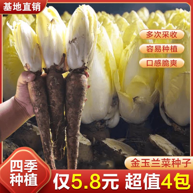 金玉兰菜种子软化菊苣苦苣种子菜根种孑种苗白玉兰种子