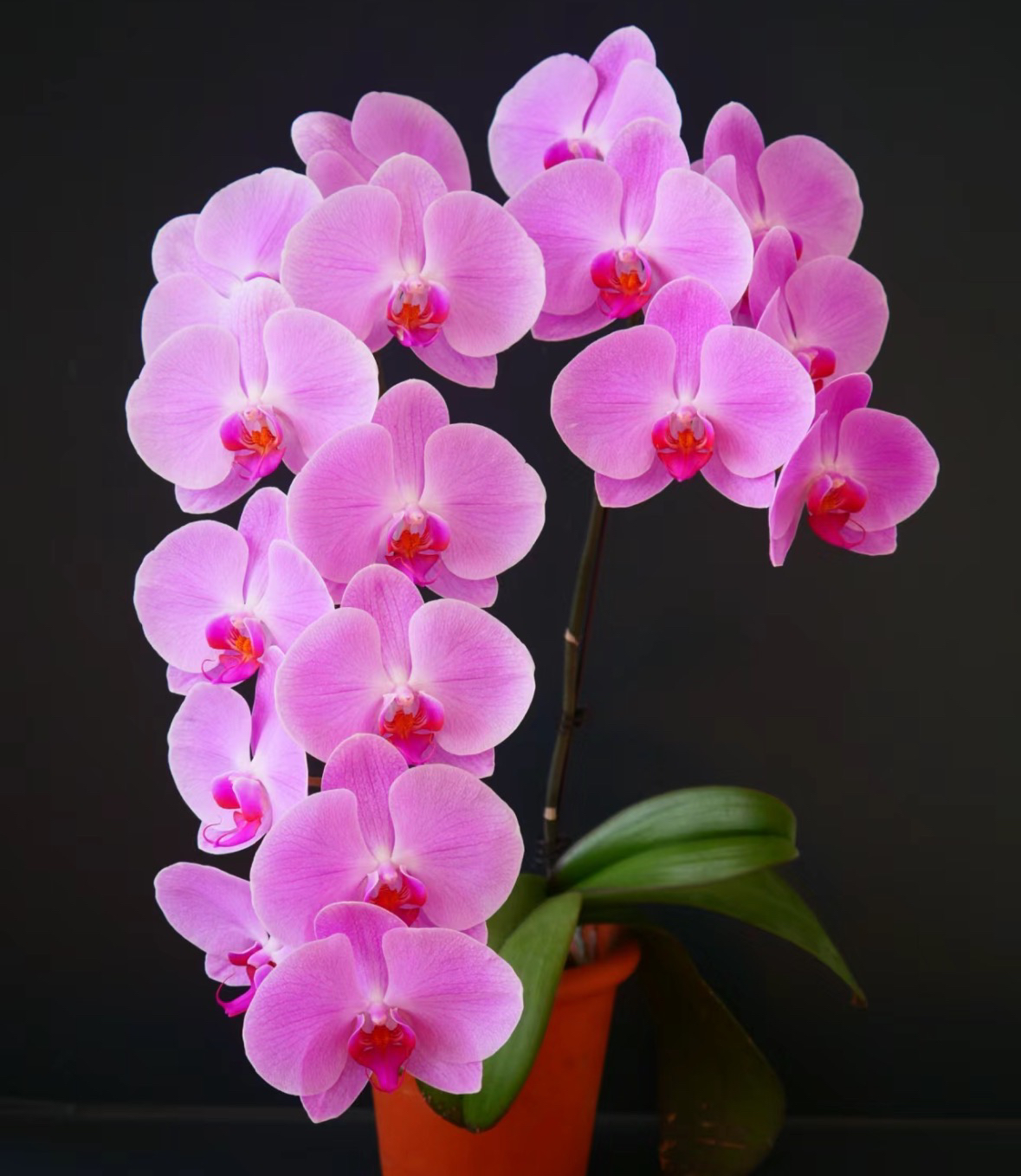 超大花花苗【粉冠军】3.5寸杯不带花剑（根很好叶片不大介意勿拍）
