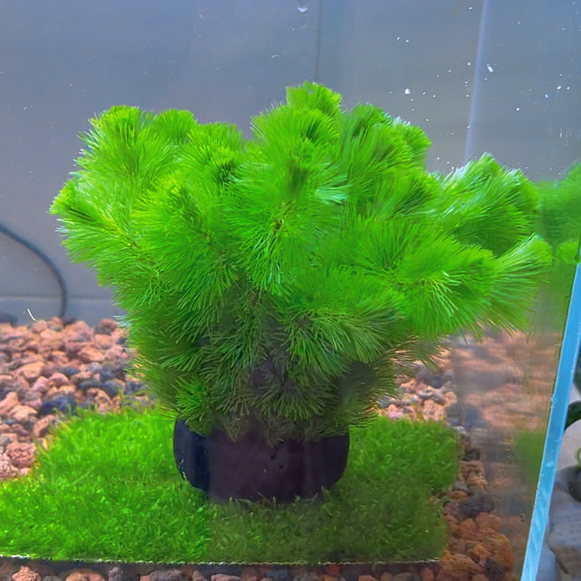 绿菊坨草水草好养活体真草造景阴性水草懒人新手小白鱼缸造景水草