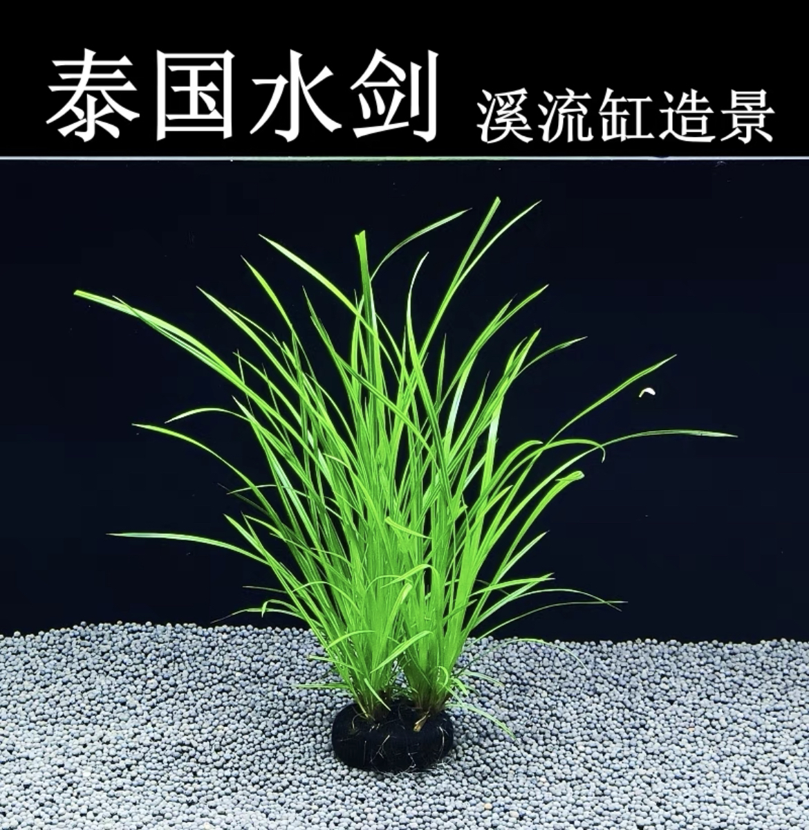 泰国水剑坨草后景水草易养原生缸水草懒人造景好养水草新手小白