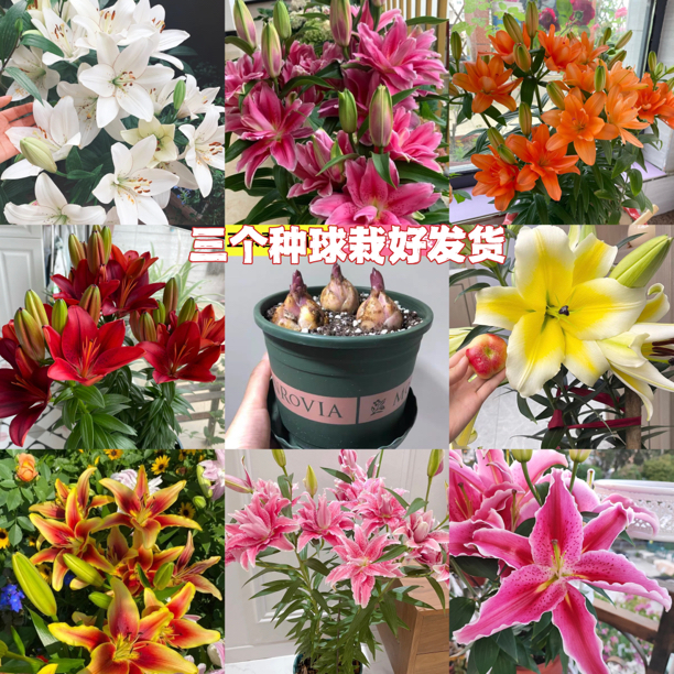 【带盆土栽好】香水百合花种球盆栽浓香花卉亚洲四季种植开花多色花