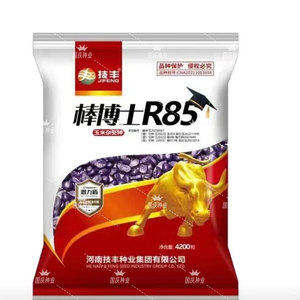 棒博士R85 优质大棒玉米种 抗倒伏耐高温 角质粮