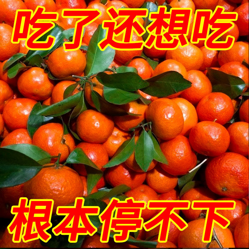 [大苗]砂糖/正宗嫁接苗盆栽地栽绿植
