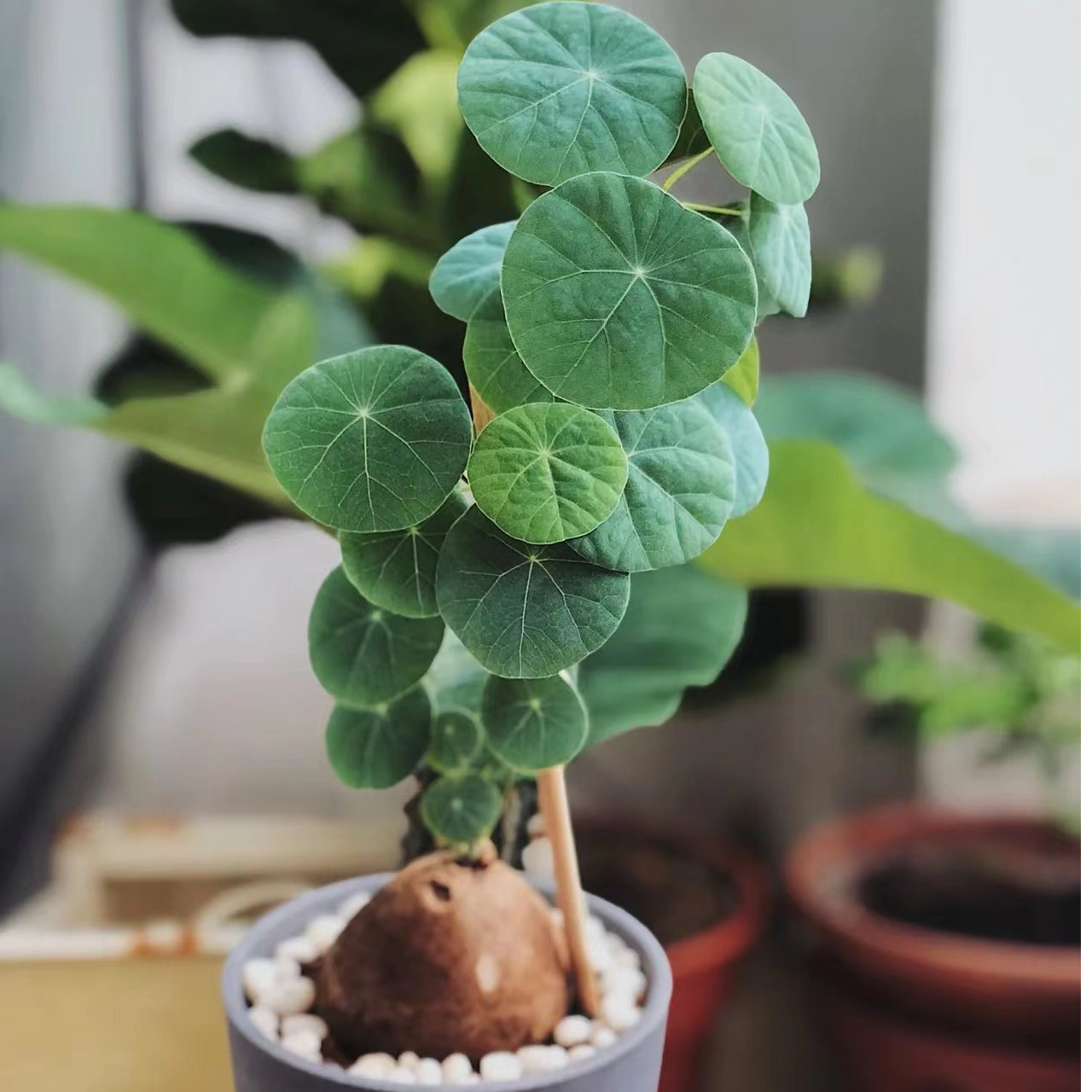 籽播实生素可泰山乌龟（图片为样品）