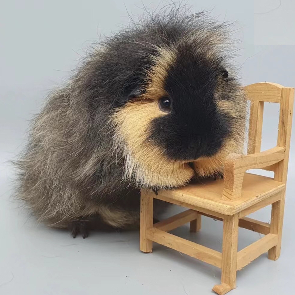 周暴富家豚鼠一物一拍专属豚鼠定金链接