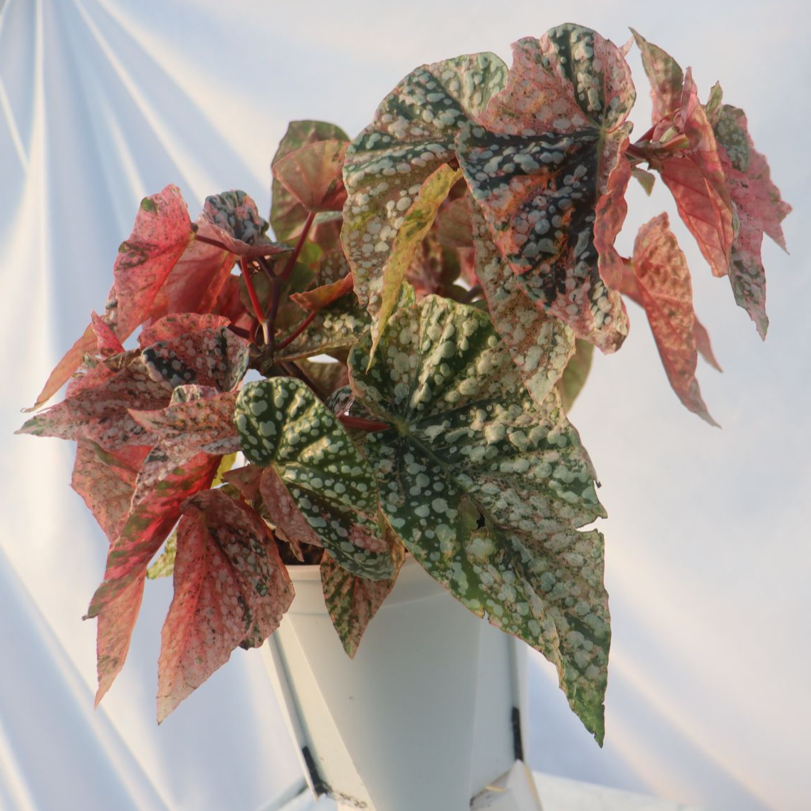 粉绿秋海棠富士山锦盆栽室内彩叶芋海芋海棠花观叶水培植物热植