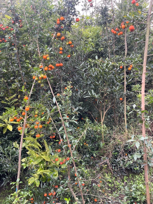 金弹子 瓶兰花 一物一拍 