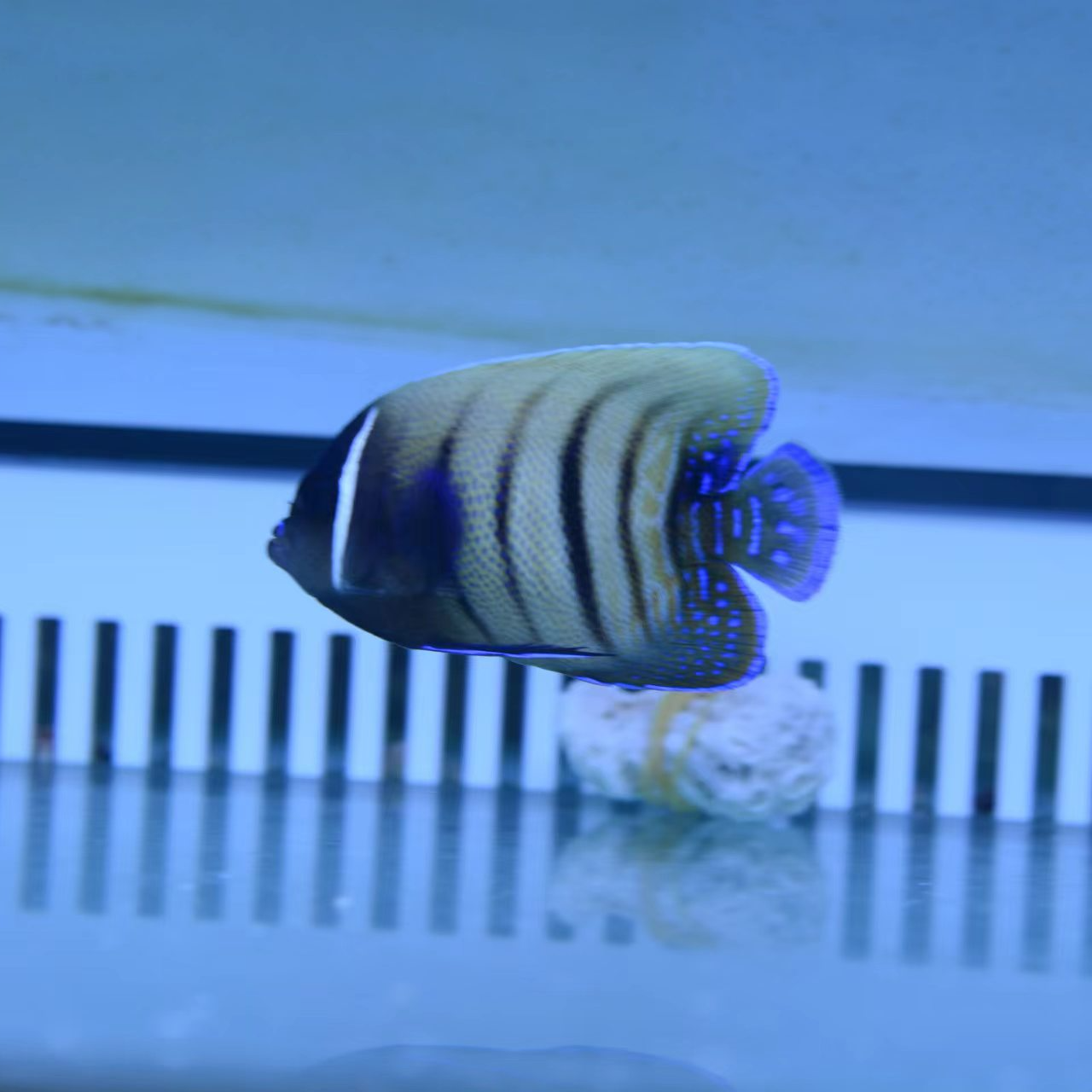 六间仙 海水观赏鱼 神仙鱼  养定开口饲养发货养殖