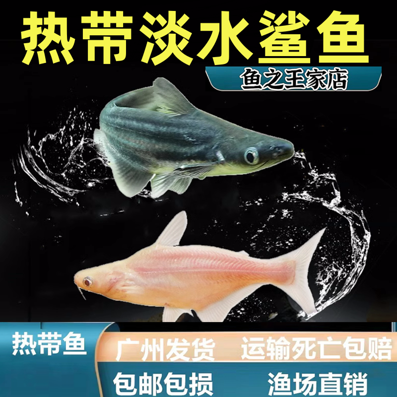  【猛鱼】蓝鲨鱼白化观赏鱼耐活好养清洁鱼中大型群游热带鱼苗