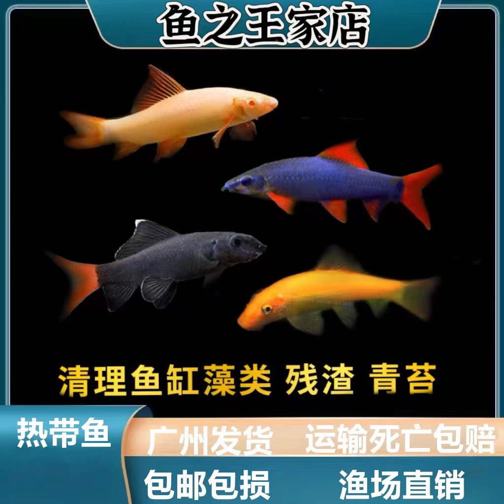 【清洁鱼】红尾黑鲨彩虹鲨粉红鲨金苔鼠清洁鱼小型热带工具鱼