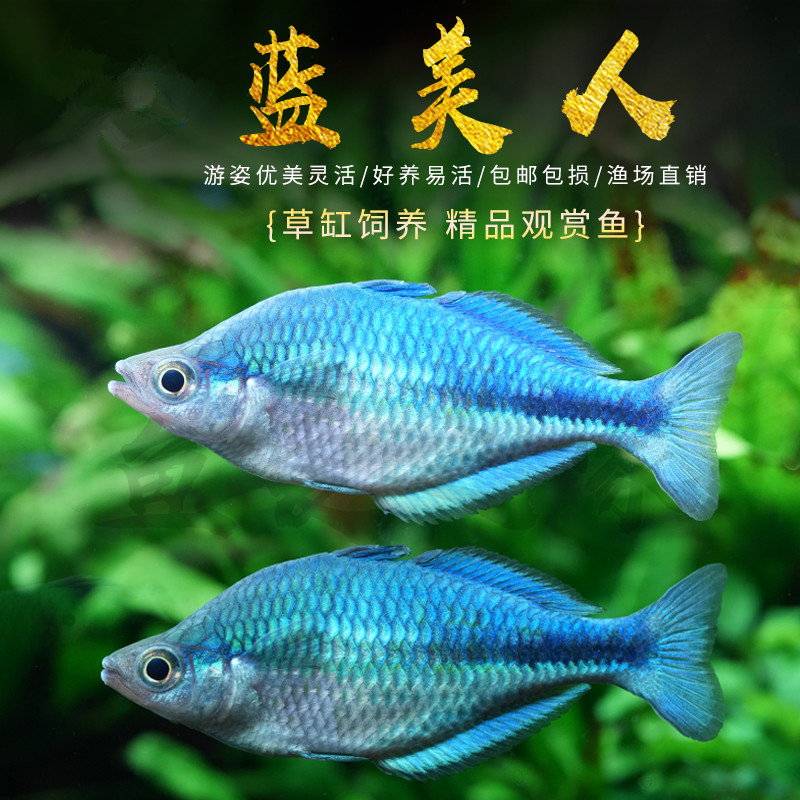 【热带鱼】蓝美人鱼高端稀有热带观赏鱼石美人鸽子霓虹电光美人鱼苗