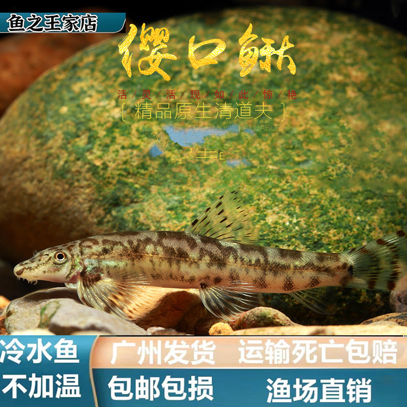【冷水清洁鱼】樱口鳅冷水鱼原生工具鱼中大型冷水清道夫清洁鱼