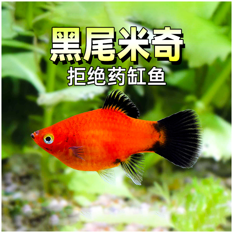 【热带鱼】黑尾月光米奇小型胎生鱼玛丽鱼红米奇新手好养热带观赏鱼