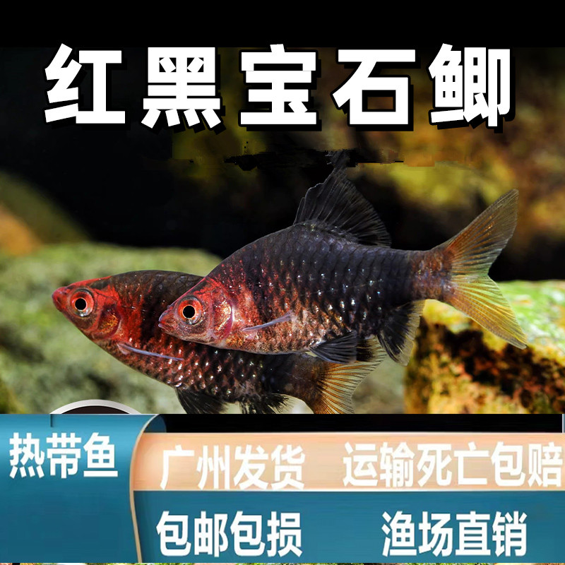 黑红宝石鲫鱼热带观赏鱼东南亚淡水鱼彩虹鲫红黑熊猫鲫活体原生鱼