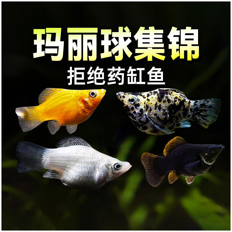 【热带鱼】玛丽球鱼热带观赏鱼月光皮球鱼宠物鱼淡水胎生鱼好养耐活
