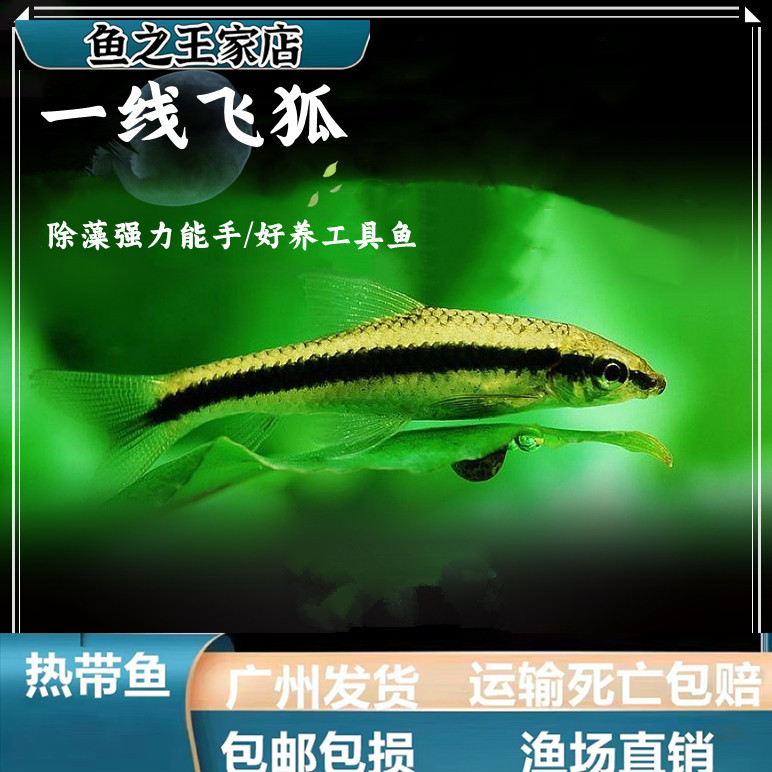 【清洁鱼】一线飞狐工具鱼清洁鱼除绿藻除苔小精灵鱼热带观赏鱼